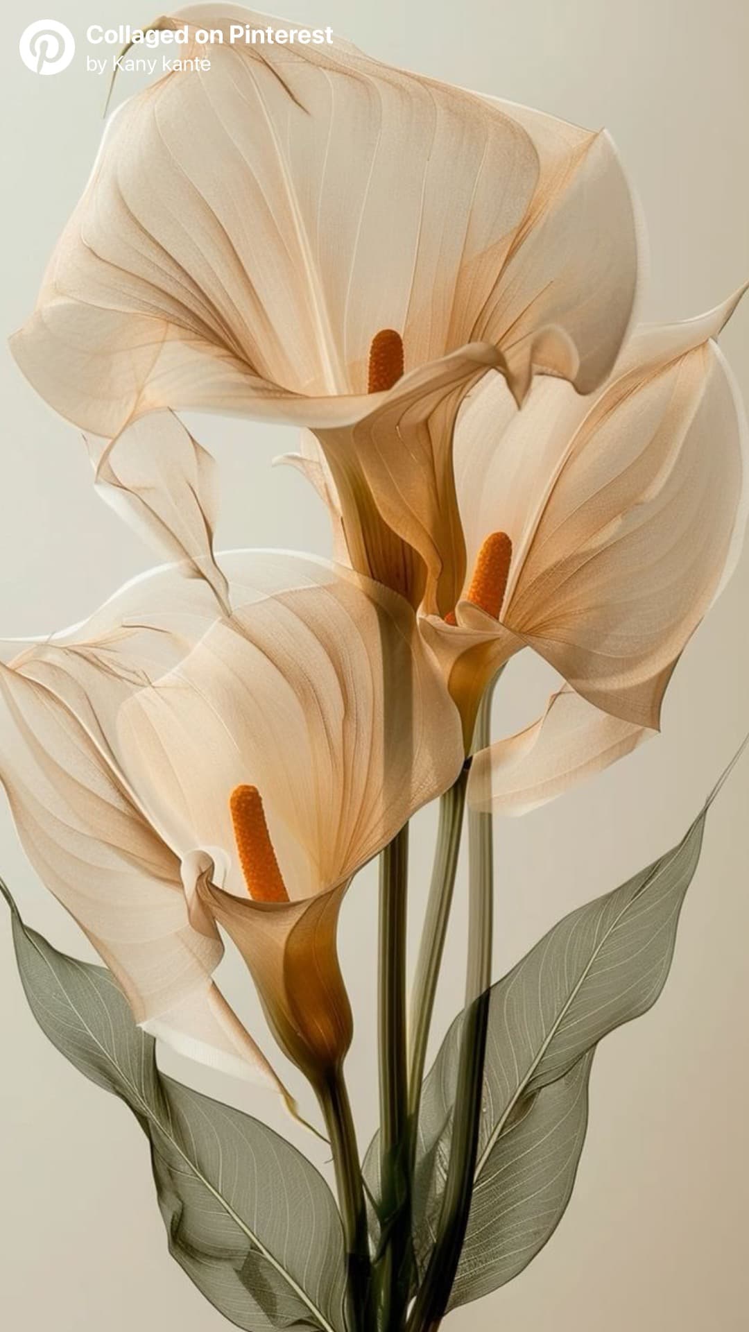 Brighten & Even Vajacial